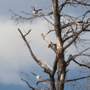 Elanus axillaris at Richardson, ACT - 18 May 2022