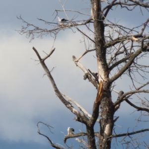 Elanus axillaris at Richardson, ACT - 18 May 2022