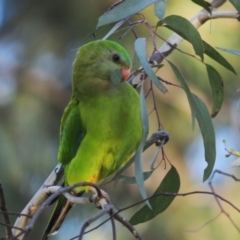 Polytelis swainsonii (Superb Parrot) - 1 Jan 1900 by Harrisi