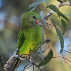 Polytelis swainsonii (Superb Parrot) at Lake Tuggeranong - 18 May 2022 by Harrisi