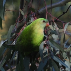 Polytelis swainsonii at Kambah, ACT - suppressed