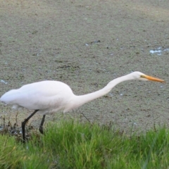 Ardea alba (Great Egret) at Fyshwick, ACT - 16 May 2022 by Harrisi