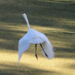 Ardea alba at Fyshwick, ACT - 16 May 2022