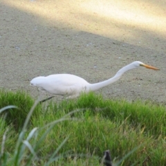 Ardea alba at Fyshwick, ACT - 16 May 2022