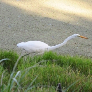 Ardea alba at Fyshwick, ACT - 16 May 2022 09:48 AM