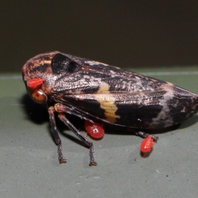 Eurymeloides punctata (Gumtree hopper) at Cotter River, ACT - 17 May 2022 by TimL