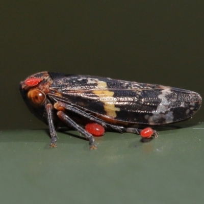 Acari (informal subclass) (Unidentified mite) at Cotter River, ACT - 17 May 2022 by TimL