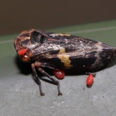 Acari (informal subclass) at Cotter River, ACT - 17 May 2022 12:07 PM