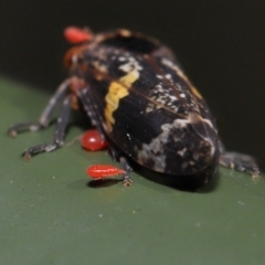 Acari (informal subclass) at Cotter River, ACT - 17 May 2022 12:07 PM