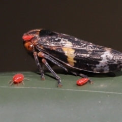Acari (informal subclass) at Cotter River, ACT - 17 May 2022 12:07 PM