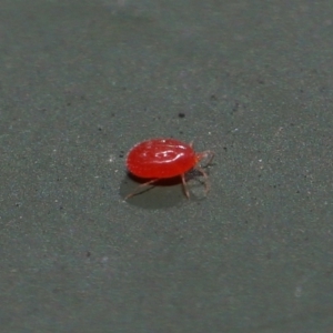 Acari (informal subclass) at Cotter River, ACT - 17 May 2022 12:07 PM
