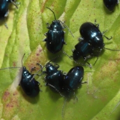 Altica sp. (genus) at Acton, ACT - 13 May 2022 11:57 AM