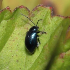 Altica sp. (genus) at Acton, ACT - 13 May 2022 11:57 AM