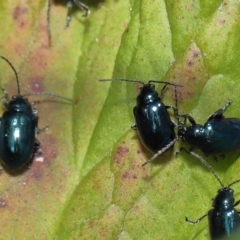 Altica sp. (genus) at Acton, ACT - 13 May 2022 11:57 AM