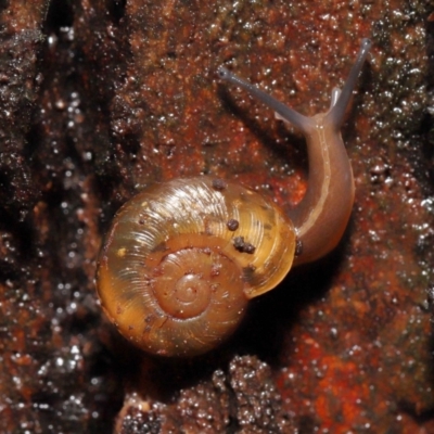 Austrorhytida capillacea (Common Southern Carnivorous Snail) at ANBG - 13 May 2022 by TimL