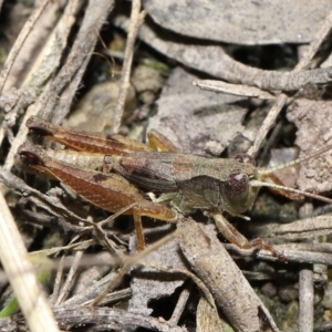 Phaulacridium vittatum at Mount Clear, ACT - 3 May 2022