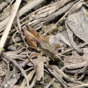 Phaulacridium vittatum at Mount Clear, ACT - 3 May 2022