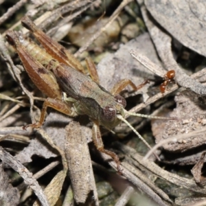 Phaulacridium vittatum at Mount Clear, ACT - 3 May 2022