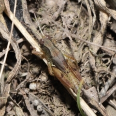Phaulacridium vittatum at Mount Clear, ACT - 3 May 2022 11:56 AM