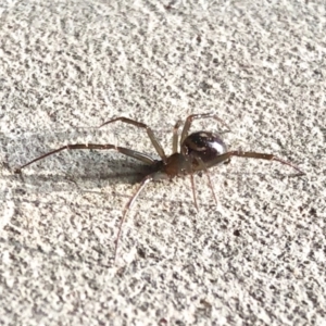 Steatoda capensis at Aranda, ACT - 19 May 2022