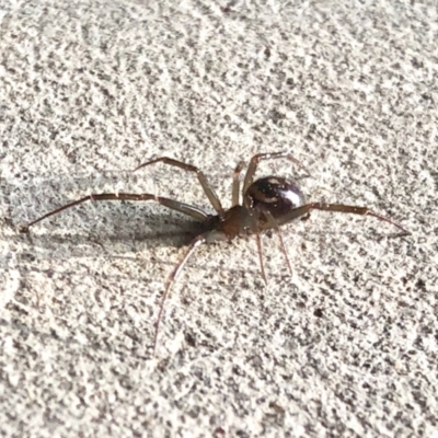 Steatoda capensis (South African cupboard spider) at Aranda, ACT - 18 May 2022 by KMcCue