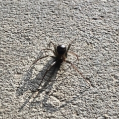 Steatoda capensis at Aranda, ACT - 19 May 2022