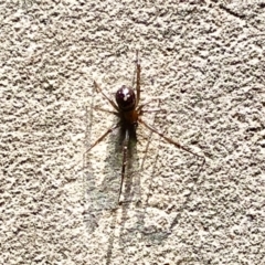 Steatoda capensis at Aranda, ACT - 19 May 2022