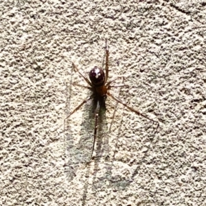 Steatoda capensis at Aranda, ACT - 19 May 2022