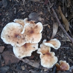 Collybia sp. at Bodalla, NSW - 16 May 2022 by mahargiani