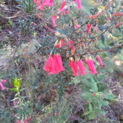 Epacris impressa (Common Heath) at Bodalla, NSW - 16 May 2022 by mahargiani