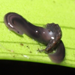 Anisorhynchodemus guttatus at Acton, ACT - 28 Apr 2022