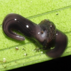 Anisorhynchodemus guttatus at Acton, ACT - 28 Apr 2022