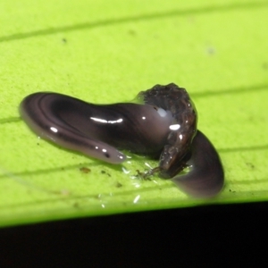 Anisorhynchodemus guttatus at Acton, ACT - 28 Apr 2022