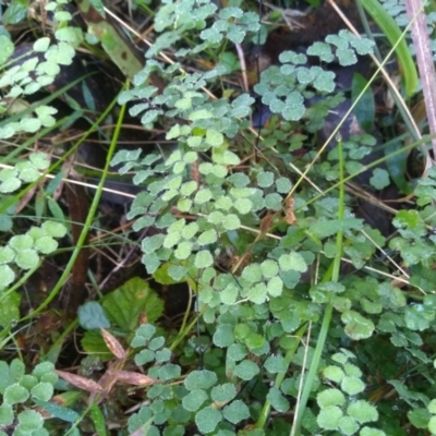 Adiantum aethiopicum (Common Maidenhair Fern) at Bodalla, NSW - 16 May 2022 by mahargiani