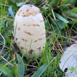 Coprinus comatus at Lyneham, ACT - 19 May 2022