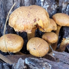 Gymnopilus junonius (Spectacular Rustgill) at Lyneham, ACT - 19 May 2022 by trevorpreston