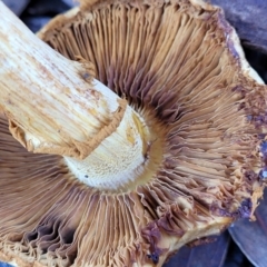 Gymnopilus junonius at Lyneham, ACT - 19 May 2022