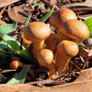 Gymnopilus junonius at Lyneham, ACT - 19 May 2022