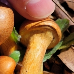 Gymnopilus junonius at Lyneham, ACT - 19 May 2022