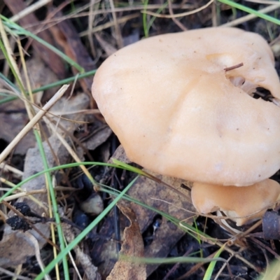 Unidentified Cap on a stem; gills below cap [mushrooms or mushroom-like] at O'Connor, ACT - 19 May 2022 by trevorpreston