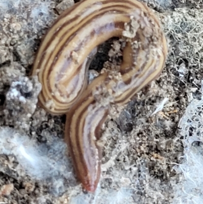 Fletchamia quinquelineata (Five-striped flatworm) at Point 93 - 19 May 2022 by trevorpreston