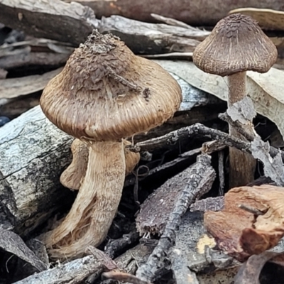 Inocybe sp. (Inocybe) at O'Connor, ACT - 19 May 2022 by trevorpreston