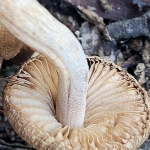 Inocybe sp. at O'Connor, ACT - 19 May 2022 01:48 PM