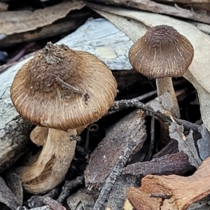 Inocybe sp. at O'Connor, ACT - 19 May 2022 01:48 PM