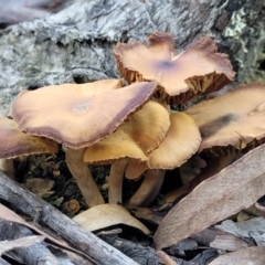 Cortinarius sp. (Cortinarius) at Point 93 - 19 May 2022 by trevorpreston