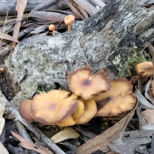 Cortinarius sp. at O'Connor, ACT - 19 May 2022