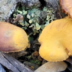 Cortinarius sp. at O'Connor, ACT - 19 May 2022