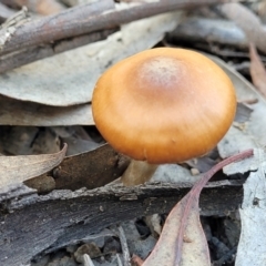 Cortinarius sp. at O'Connor, ACT - 19 May 2022