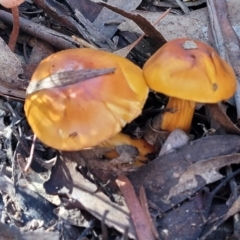 Cortinarius sinapicolor (Slimy Yellow Cortinar) at Point 93 - 19 May 2022 by trevorpreston