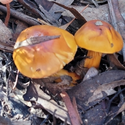 Cortinarius sinapicolor (Slimy Yellow Cortinar) at Point 93 - 19 May 2022 by trevorpreston